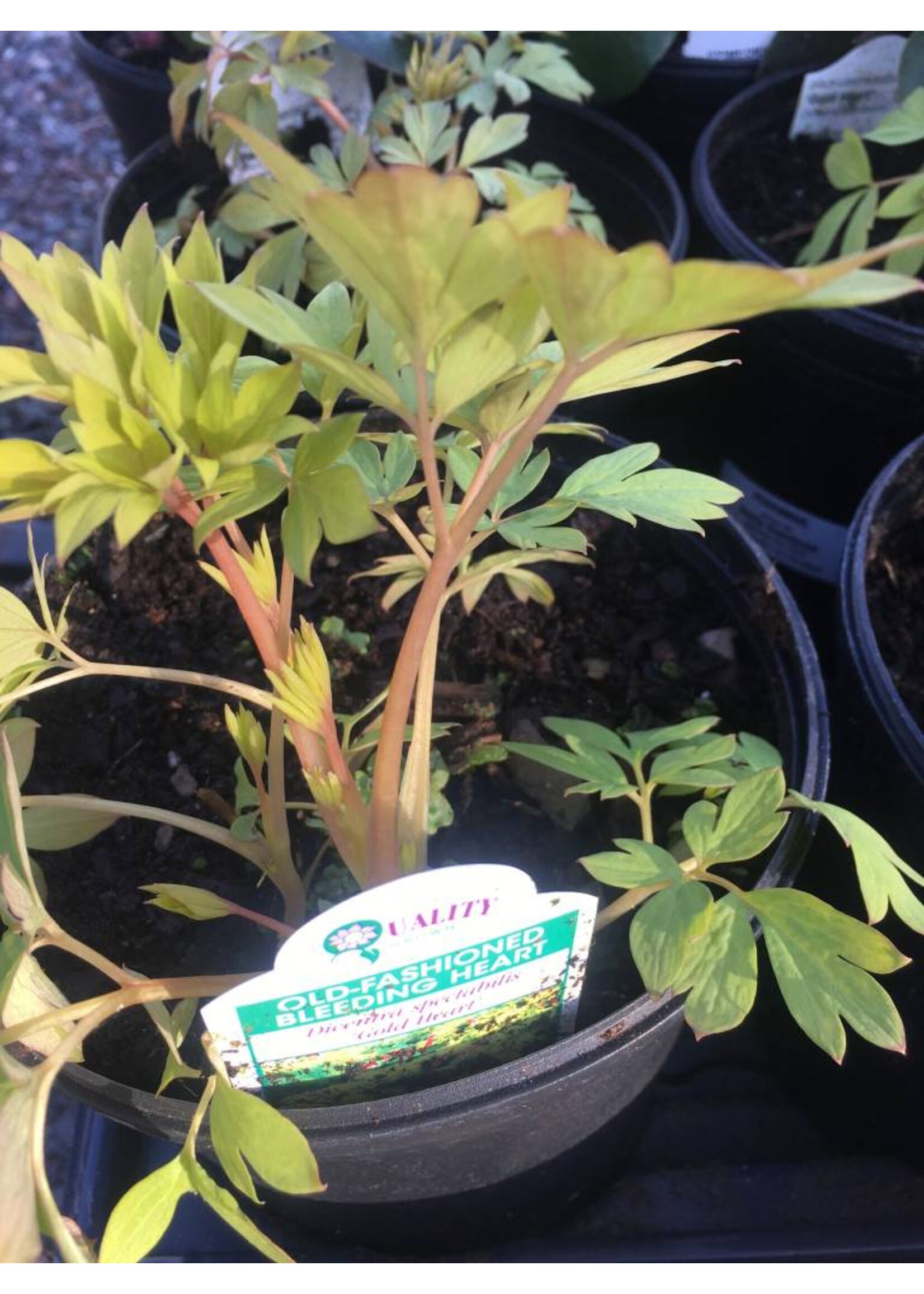 DICENTRA GOLD HEART, Gold Bleeding heart #1