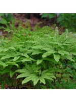Adiantum pedatum Fern - Northern Maidenhair, #1 container