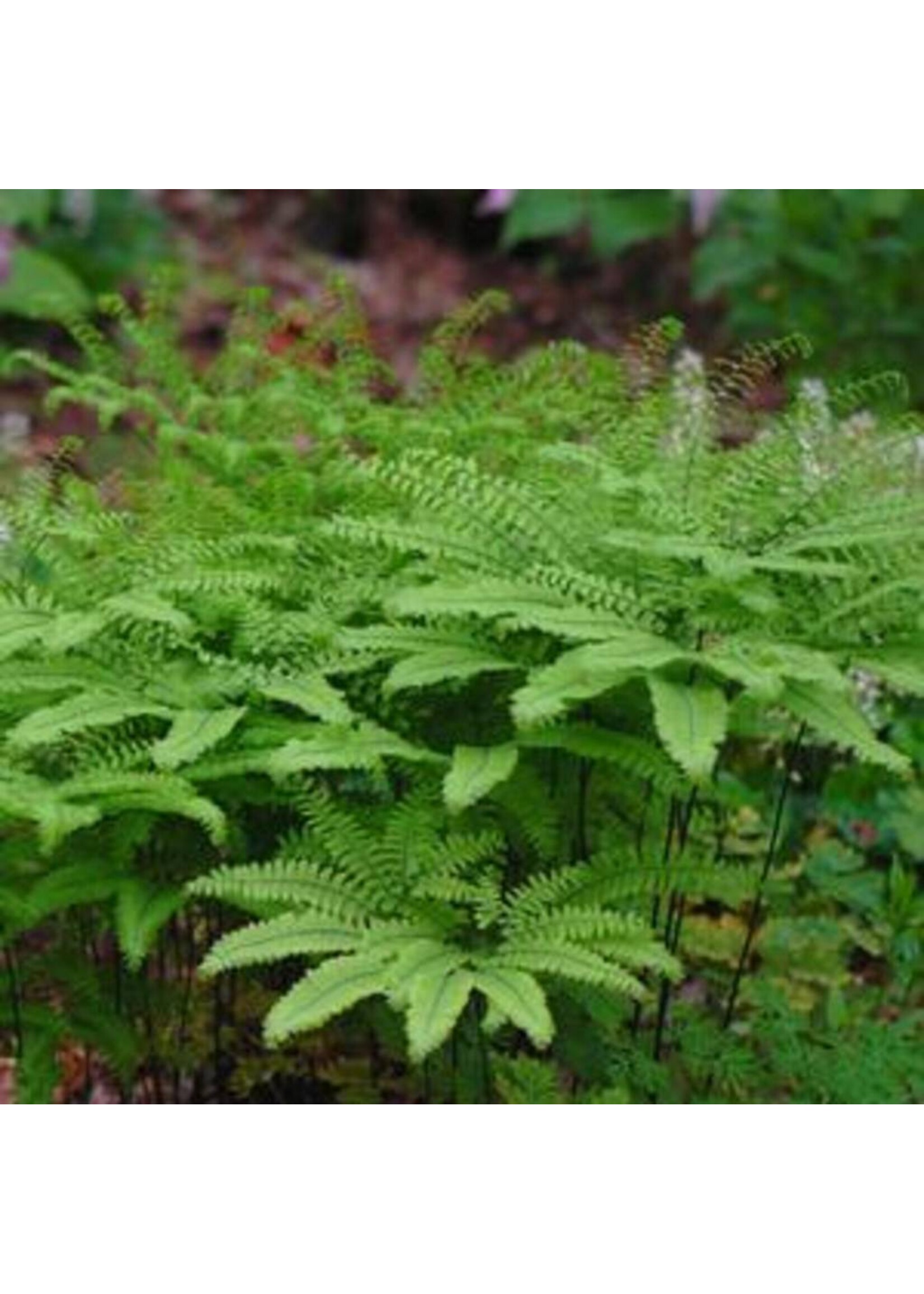 Adiantum pedatum Fern - Northern Maidenhair, #1 container