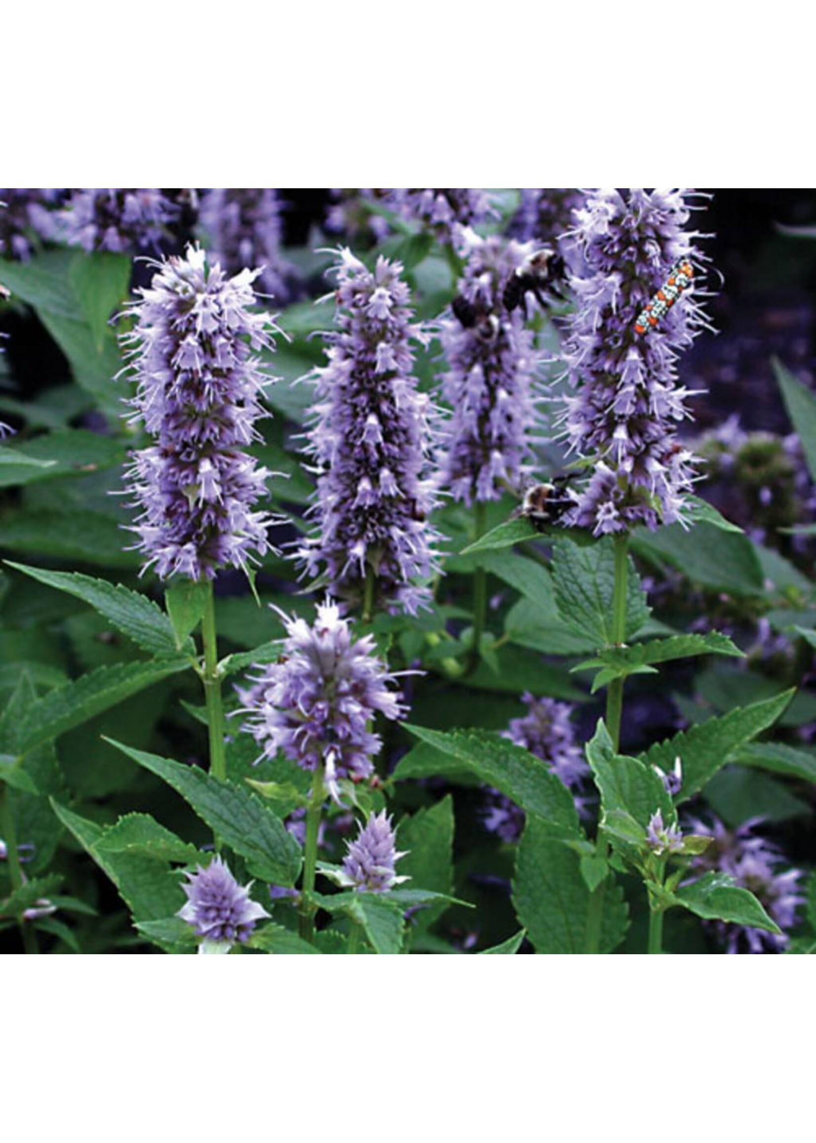 Agastache foeniculum, Giant Blue Hyssop, #1