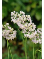 Allium cernuum Onion, Nodding pink, #1