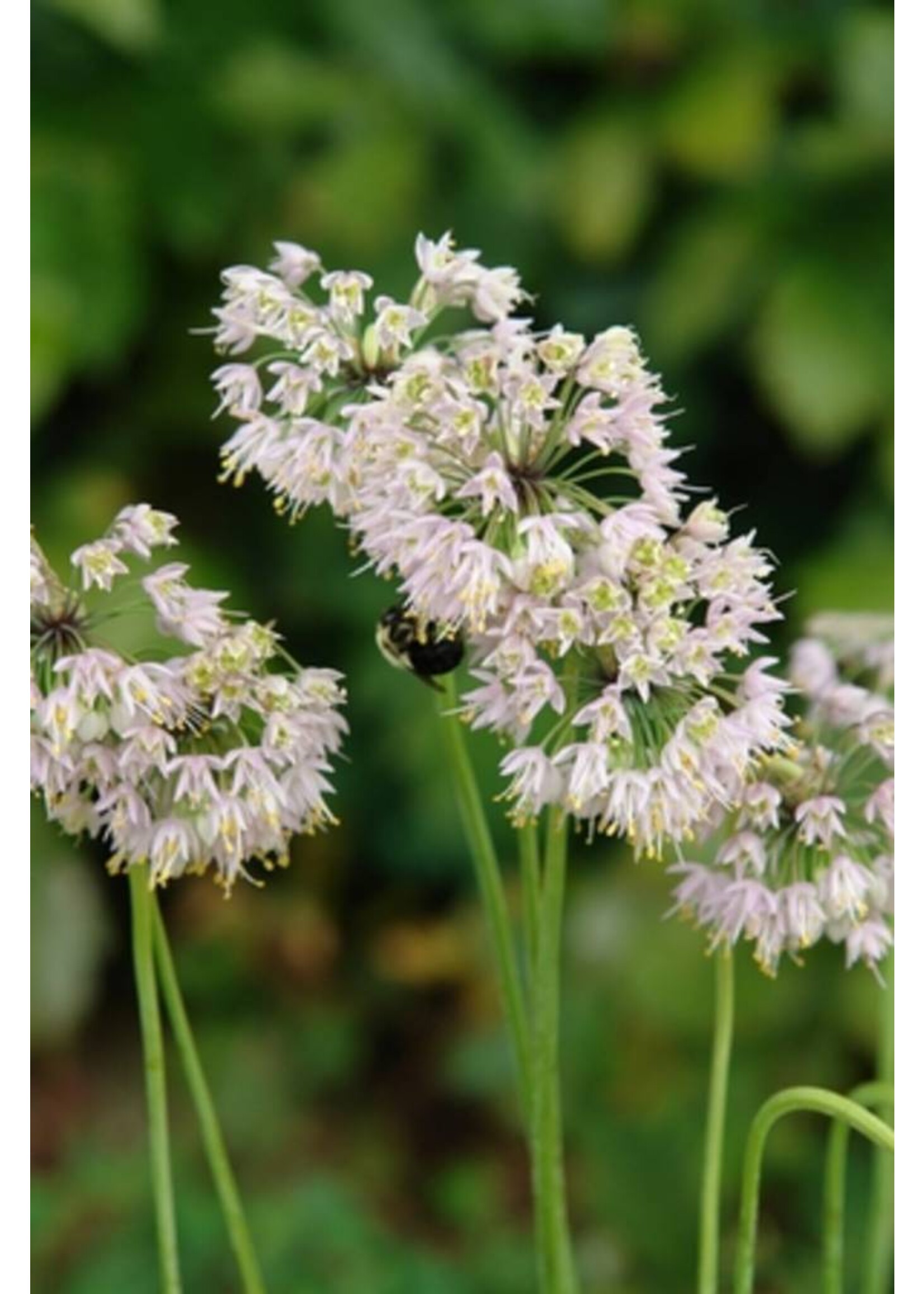 Allium cernuum Onion, Nodding pink, #1