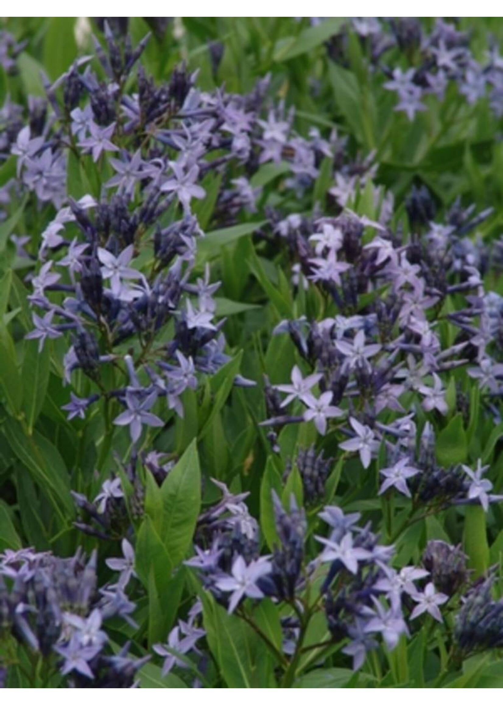 Amsonia x Blue Ice Blue Star, Blue Ice, #1