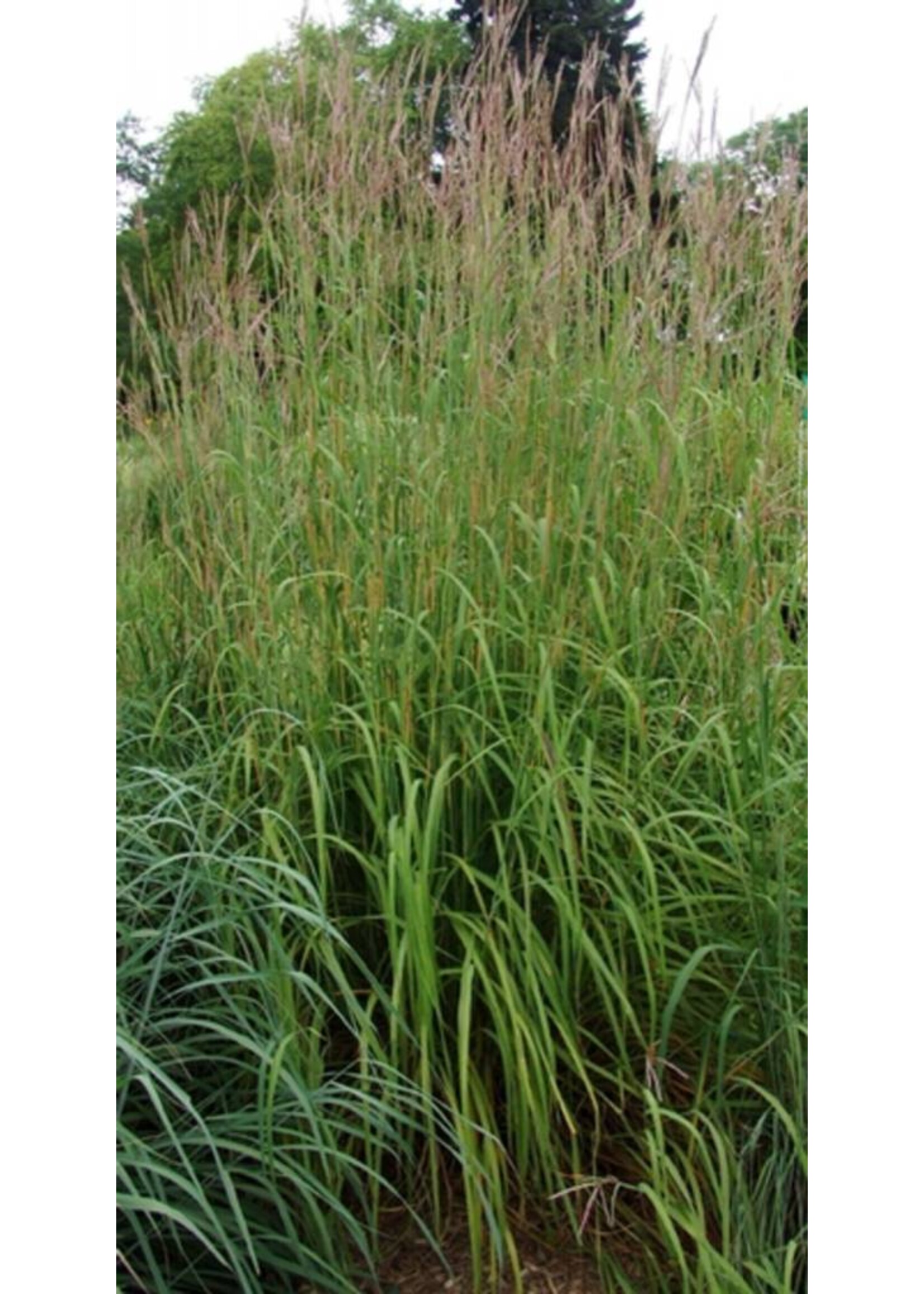 Andropogon gerardii Grass - Ornamental Big Bluestem, #1