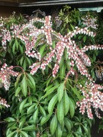 Pieris japonica Valley Rose, Lily of the Valley Bush #3