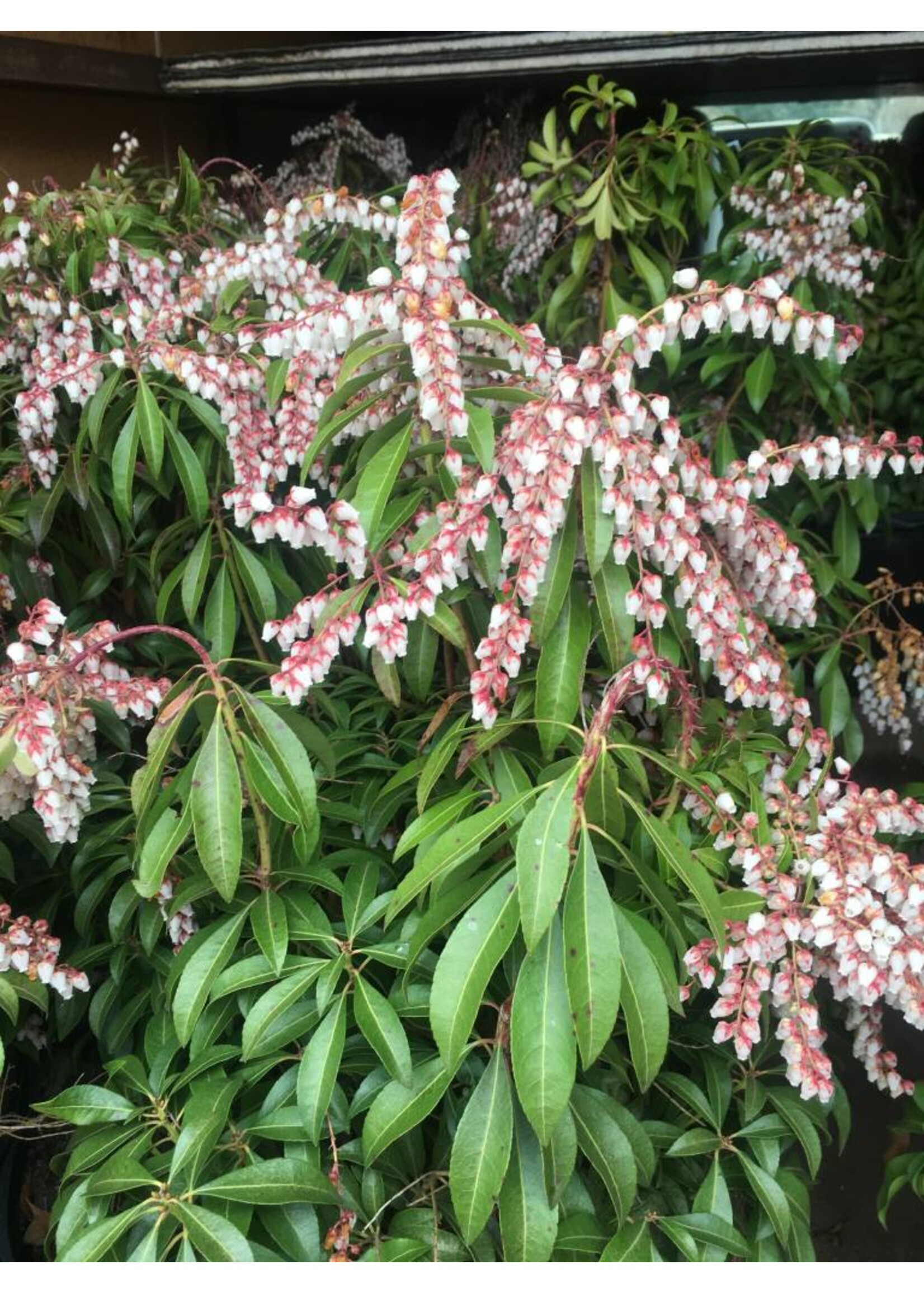Pieris japonica Valley Rose, Lily of the Valley Bush #3