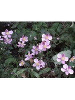 Anemone September Charm Anemone, September Charm, #1
