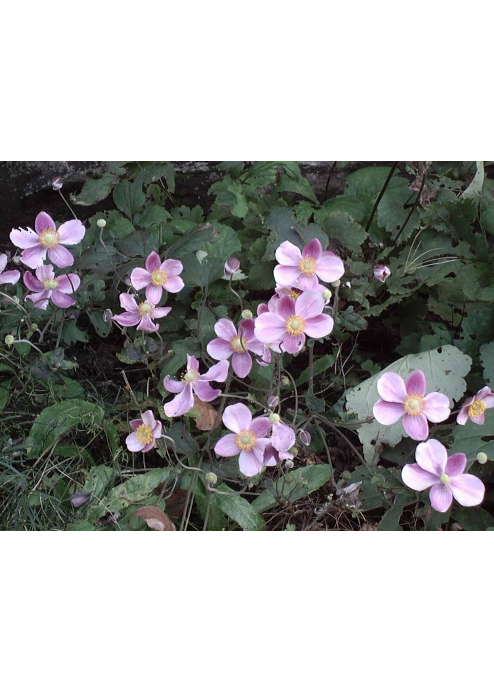 Anemone September Charm Anemone, September Charm, #1