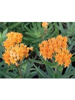 Hummingbird Favorites Asclepias tube. Butterfly Weed, qt/Cowpot