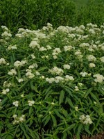 Asclepias incarnata Ice Ballet Milkweed, Ice Ballet Swamp, #1 Container