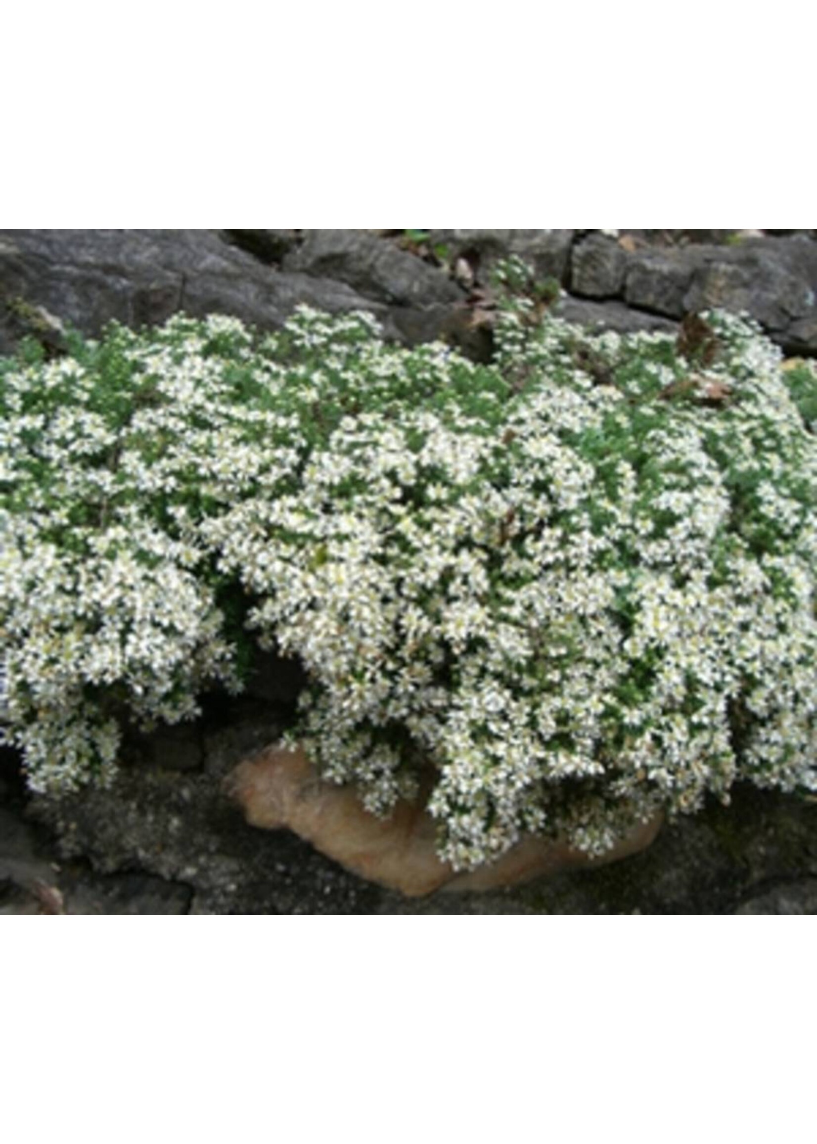 Symphotricum (Aster) ericoides Aster - Heath, Snow Flurry, #1