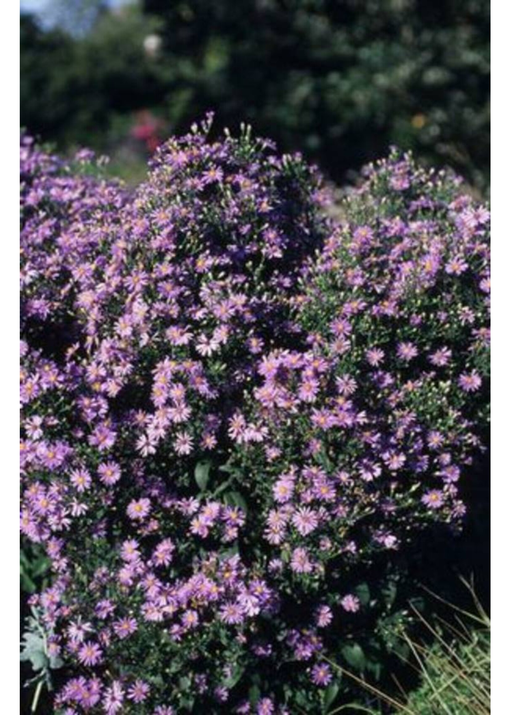 Aster laevis Bluebird Smooth Aster, Bluebird, #1