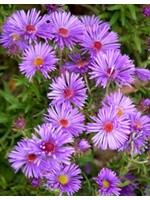 Aster novi-belgii Aster, New York, #1