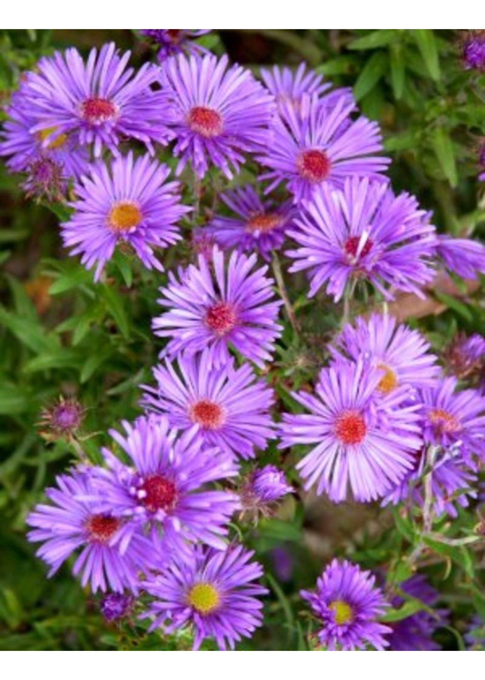 Aster novi-belgii Aster, New York, #1