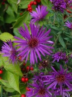 Symphyotrichum (Aster) nov. Purple Dome Aster, Purple Dome, #1