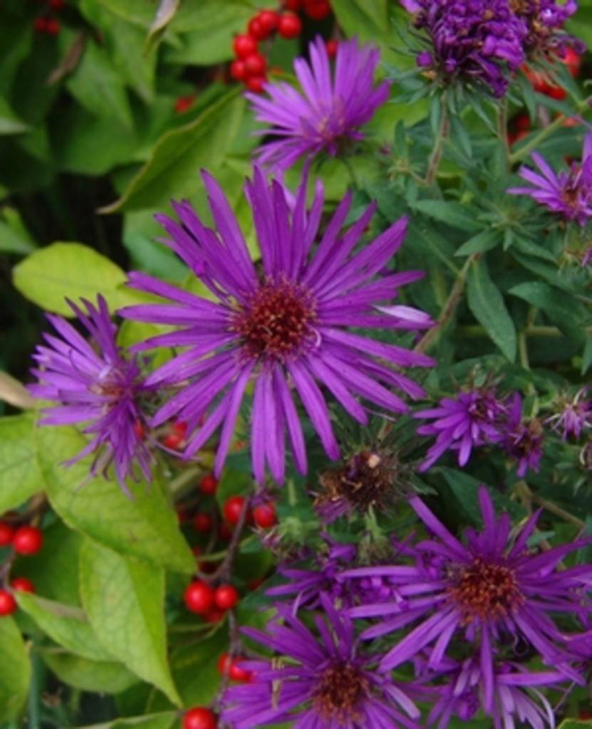 Aster nov. Purple Dome Aster, Purple Dome, #1 - Behmerwald Nursery
