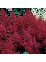 Astilbe x Montgomery Astilbe, Montgomery, #1
