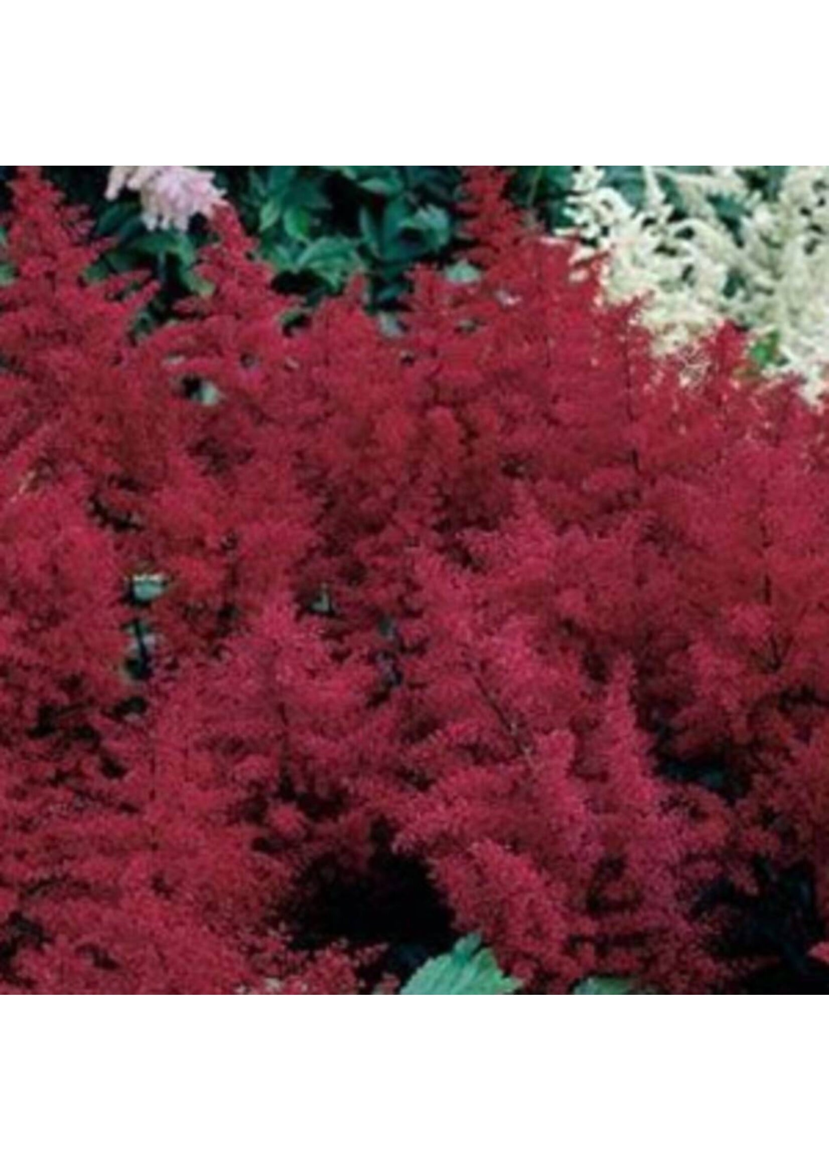 Astilbe x Montgomery Astilbe, Montgomery, #1