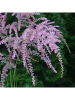 Astilbe thun. Ostrich Plume Astilbe, Ostrich Plume, #1