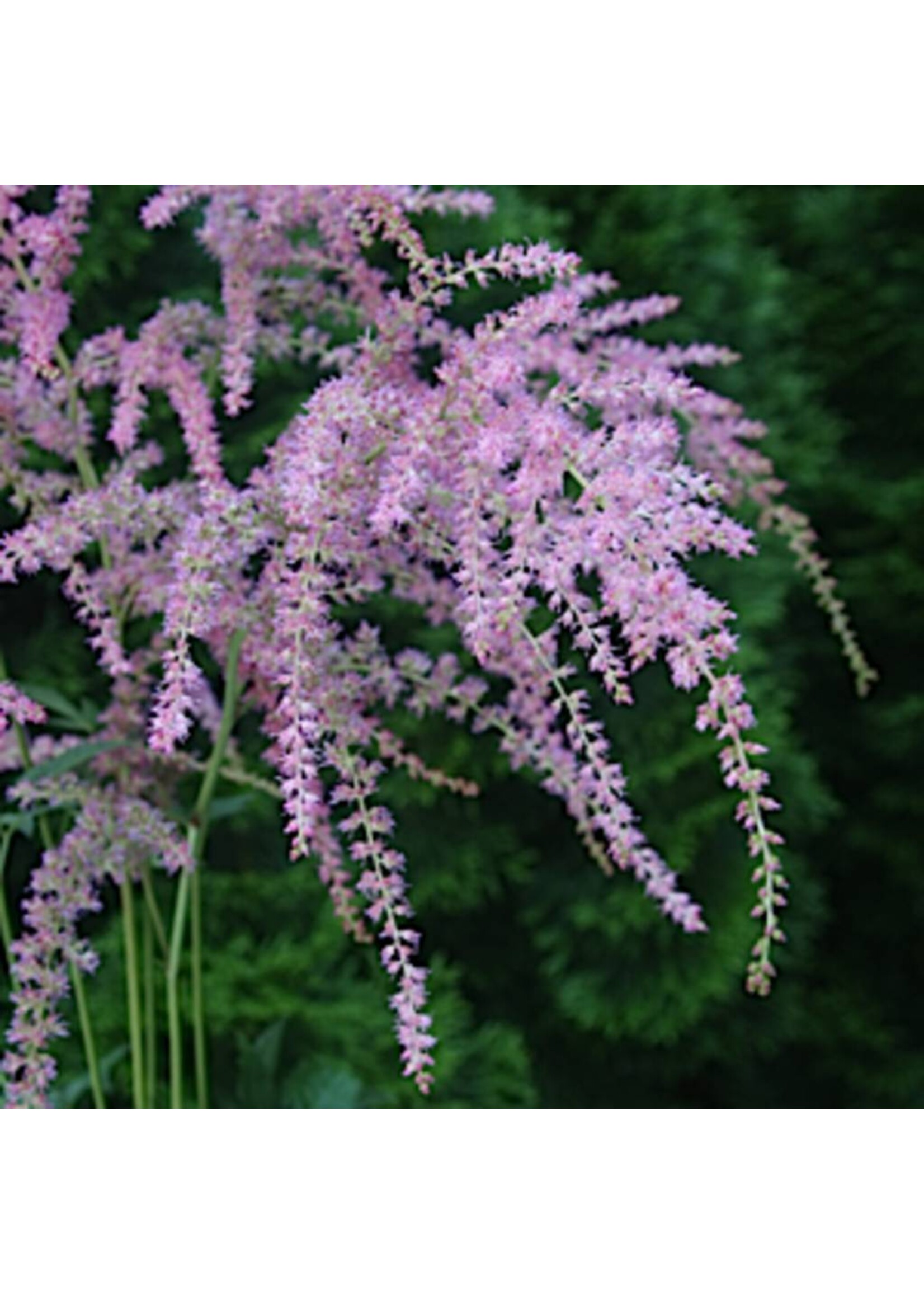 Astilbe thun. Ostrich Plume Astilbe, Ostrich Plume, #1
