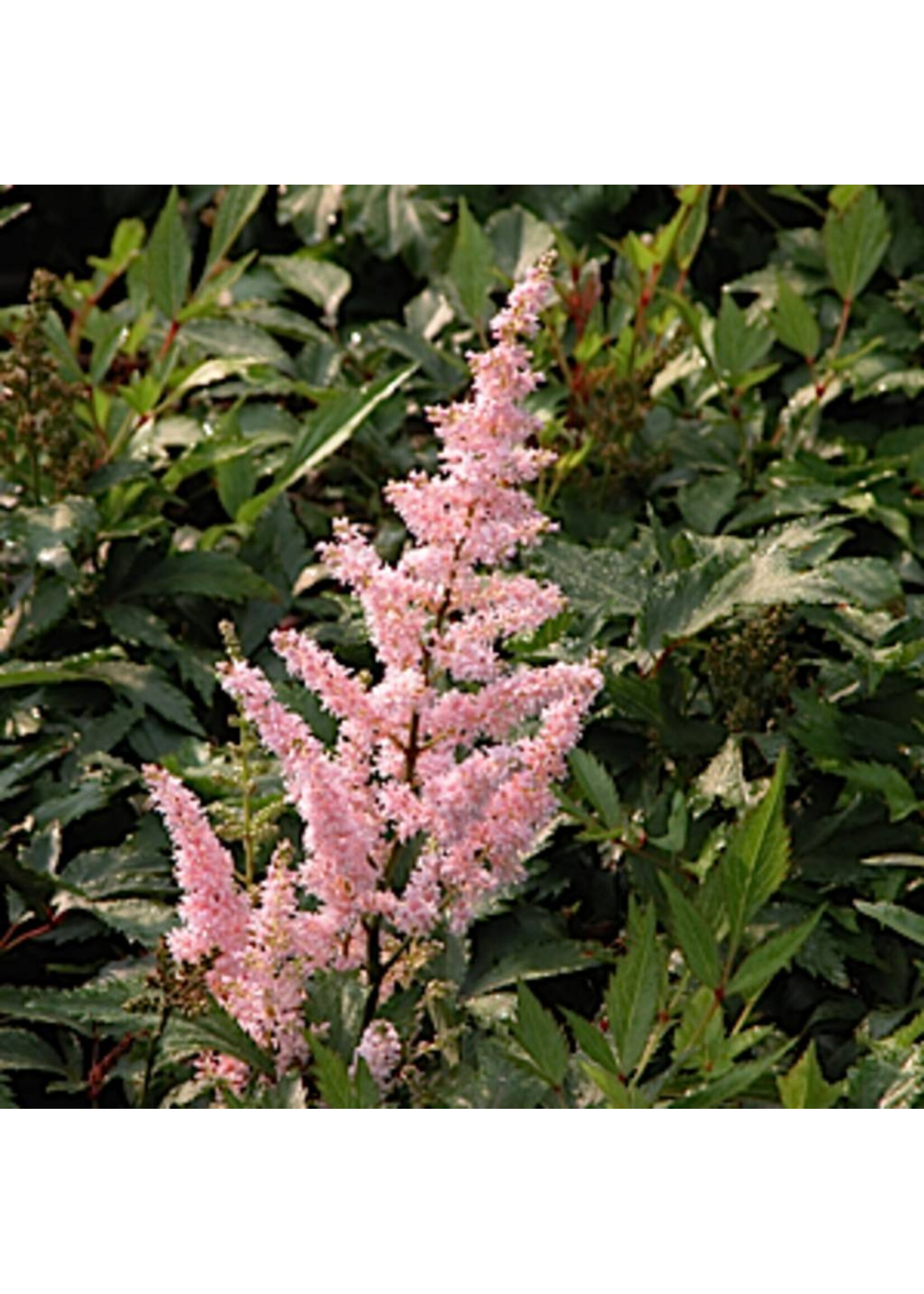 Astilbe x Peach Blossom Astilbe, Peach Blossom, #1