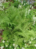 Athyrium f. Lady in Red Fern - Lady, Lady in Red, #1