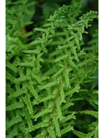 Athyrium filix-femina 'Victoriae' lady fern #1 container