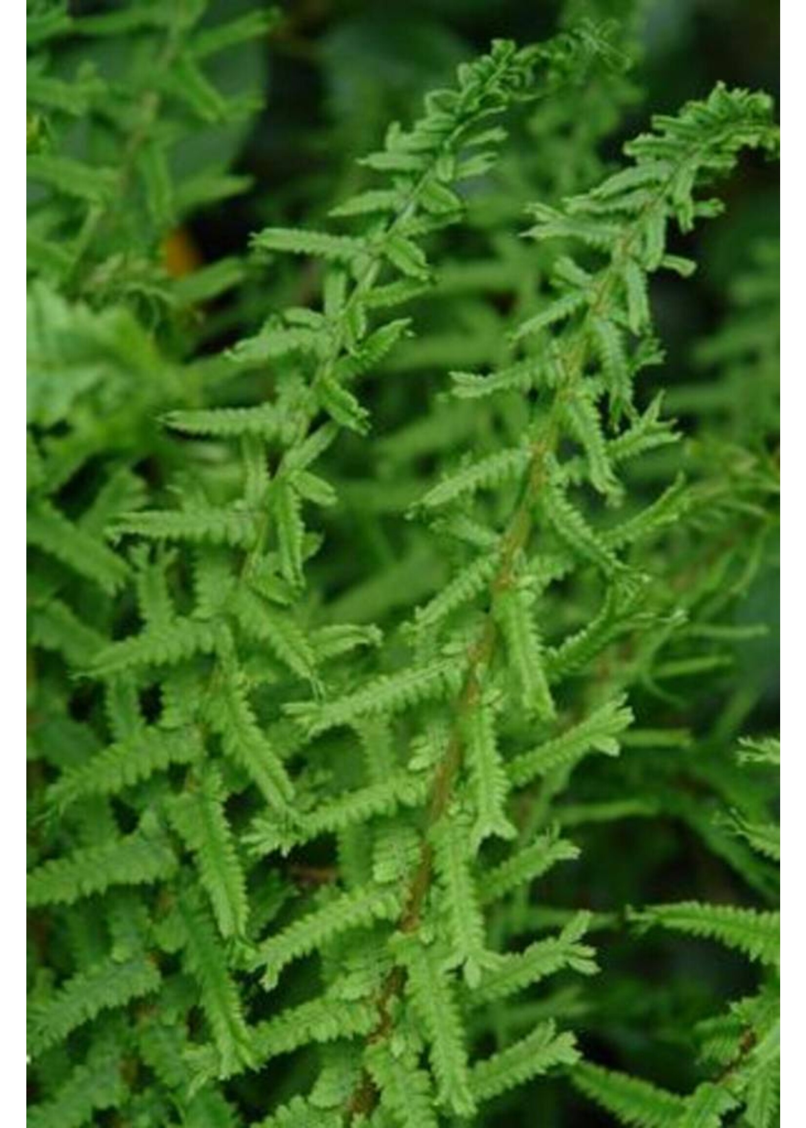 Athyrium filix-femina 'Victoriae' lady fern #1 container