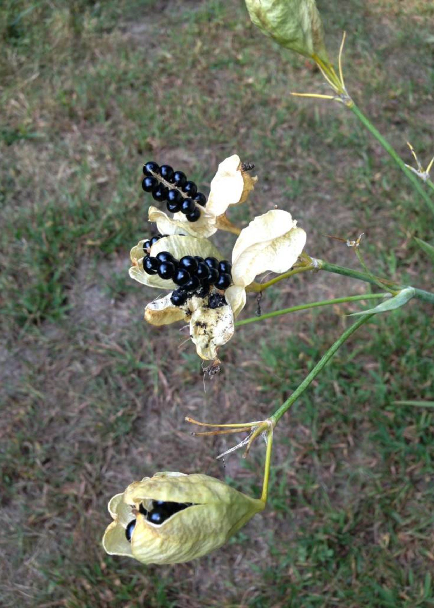 Belamcamda chinensis Blackberry Lily, #1