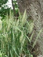 Calamagrostis brachytricha Grass -  Ornamental Feather Reed, #1