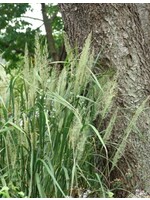Rain Garden Calamagrostis brachytricha Grass -  Ornamental Feather Reed, #1