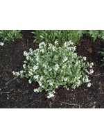 Calamintha nep. White Cloud Catmint, White Cloud, #1
