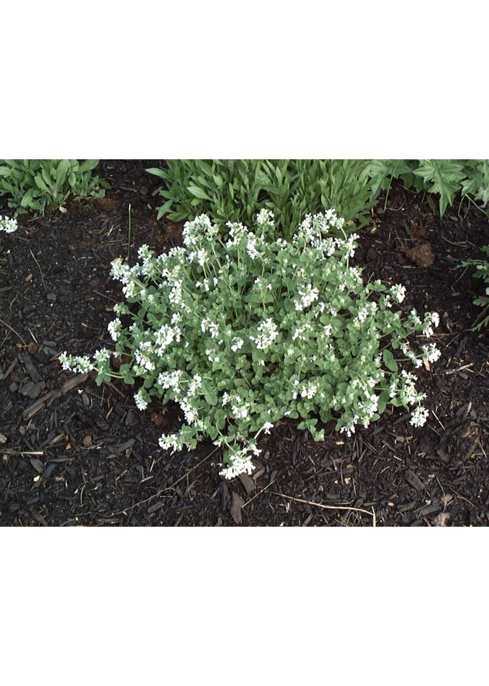 Calamintha nep. White Cloud Catmint, White Cloud, #1