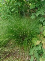 Carex appalachica Appalachian Sedge, #1
