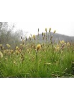 Carex pensylvanica Grass - Ornamental Sedge, Oak, #1/QT