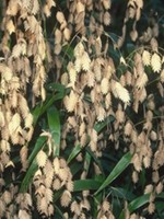 Chasmanthium lat. Grass - Ornamental Sea Oats, #1