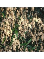 2024 Plant Olympics! Chasmanthium lat. Grass - Ornamental Sea Oats, #1