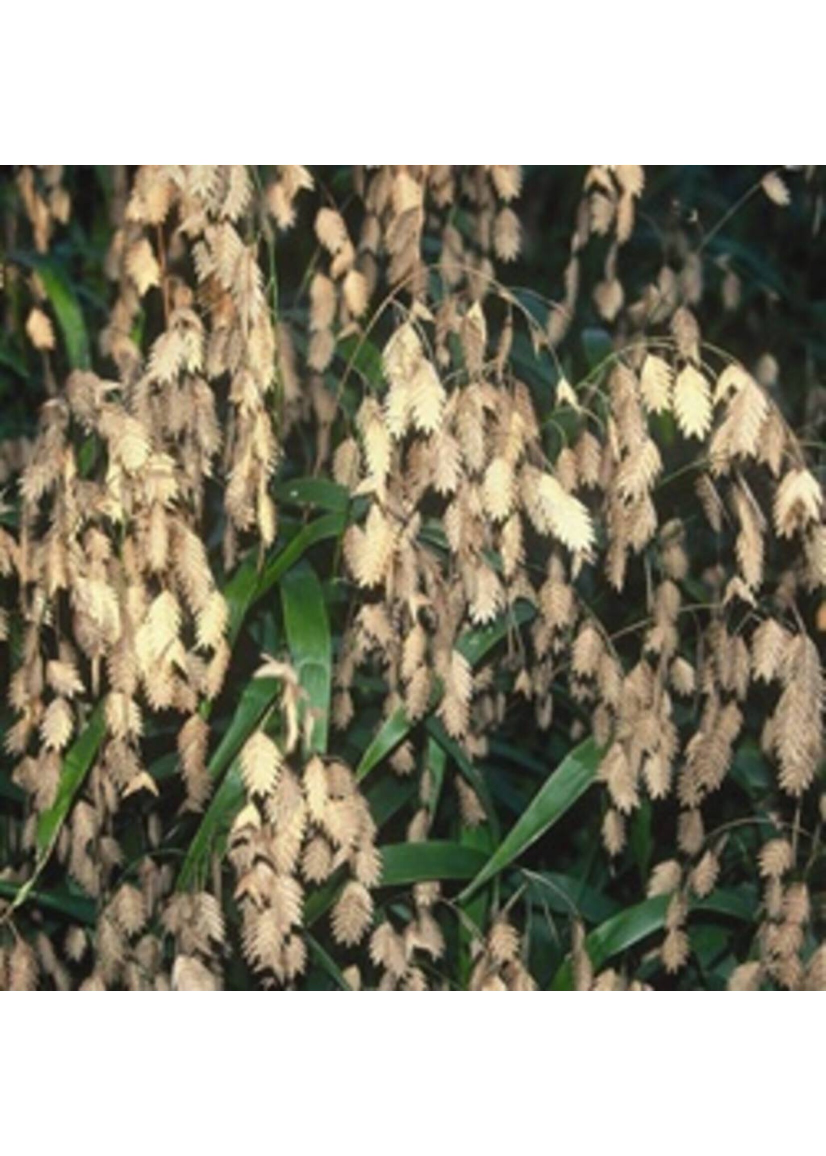 Chasmanthium lat. Grass - Ornamental Sea Oats, #1