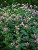 Chelone lyonii Hot Lips Turtlehead, Hot Lips, #1