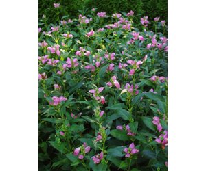 Chelone lyonii Hot Lips Turtlehead, Hot Lips, #1