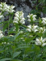 Chelone glabra Turtlehead, White, #1