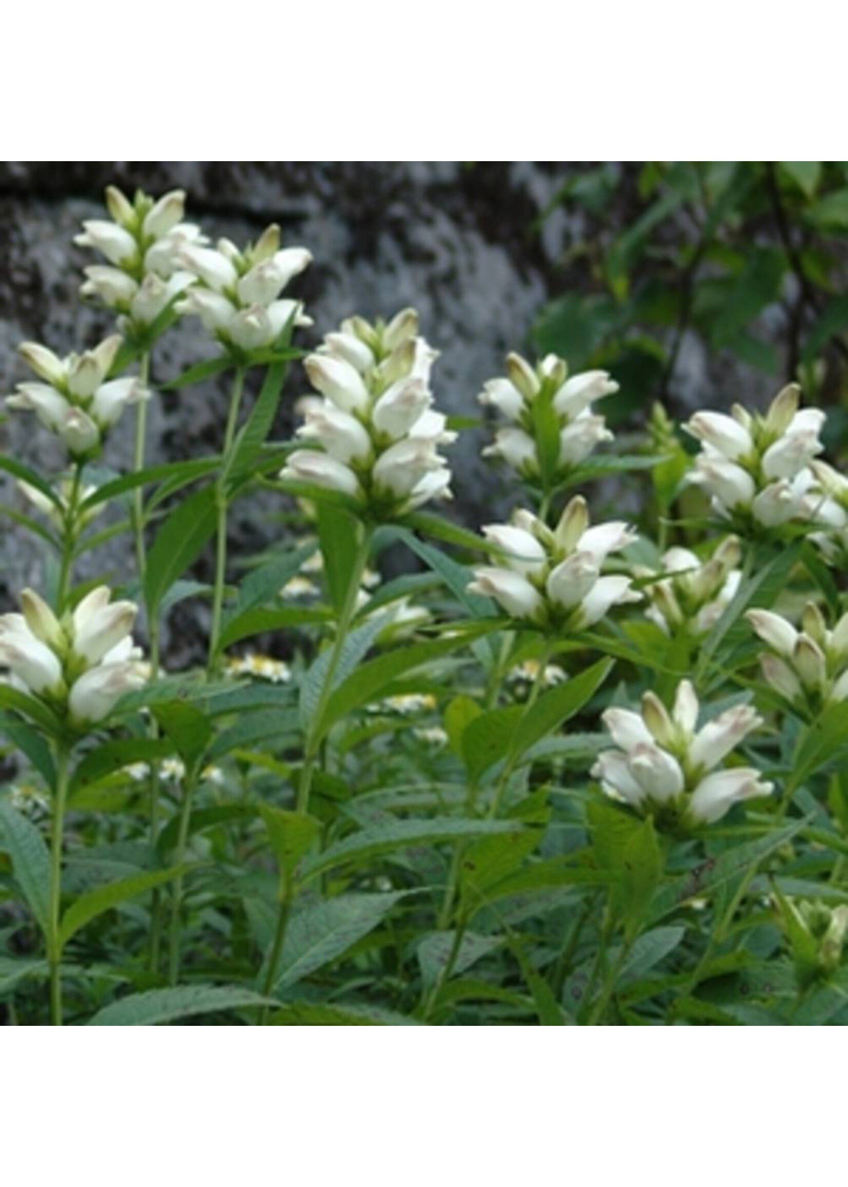 Chelone glabra Turtlehead, White, #1