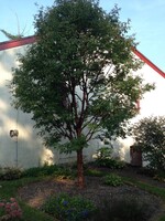 Acer griseum Maple - Paperbark, #3
