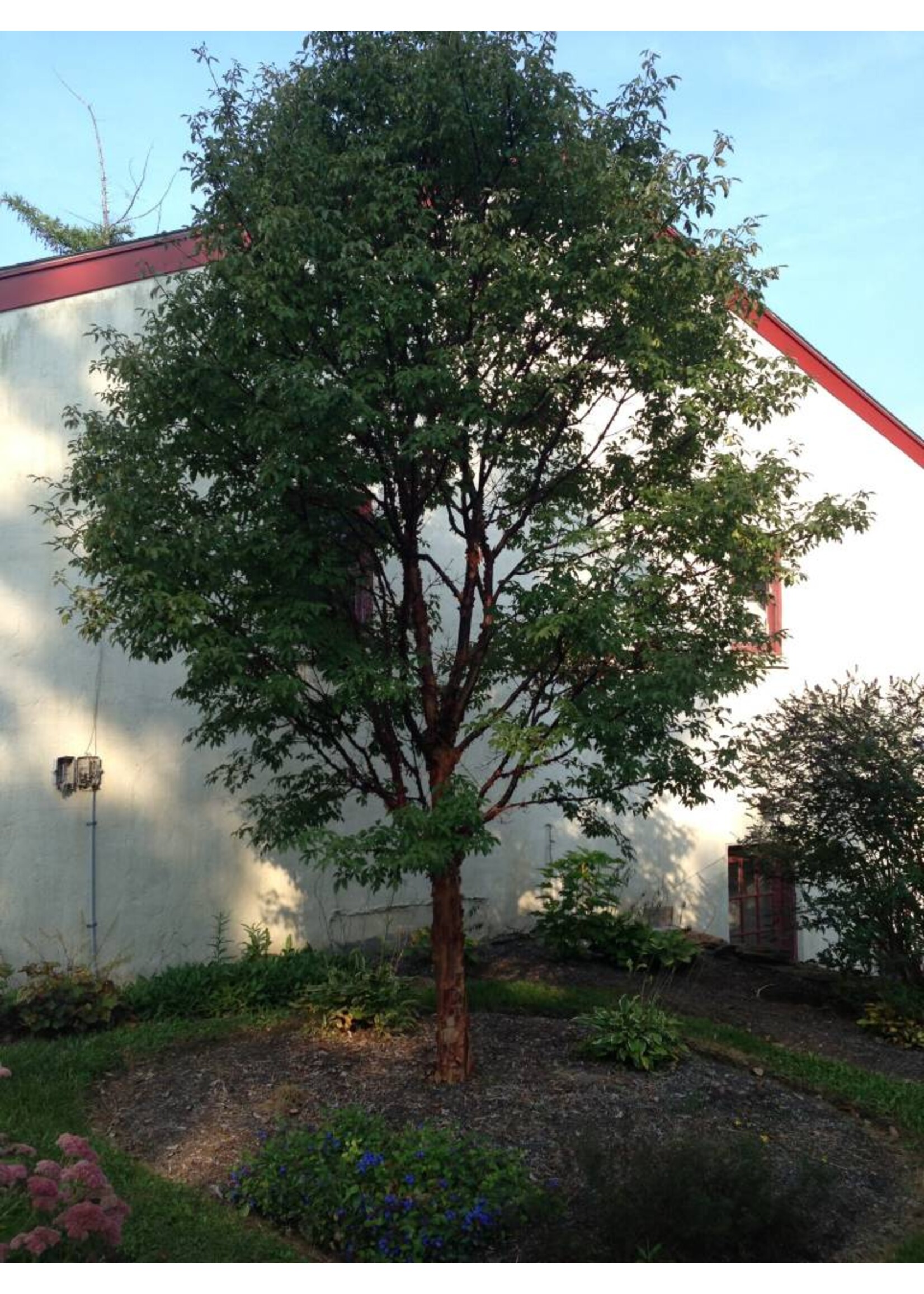 Acer griseum Maple - Paperbark, #3