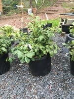 Ilex opaca 'Maryland Dwarf' Maryland Dwarf American Holly, #3