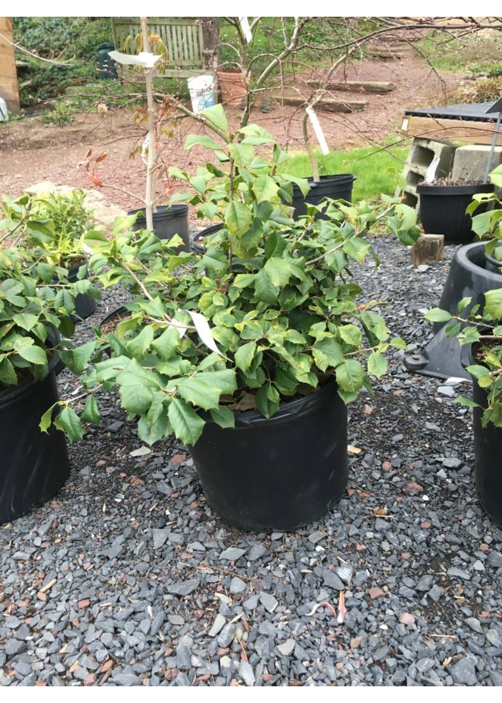 Ilex opaca 'Maryland Dwarf' Maryland Dwarf American Holly, #3