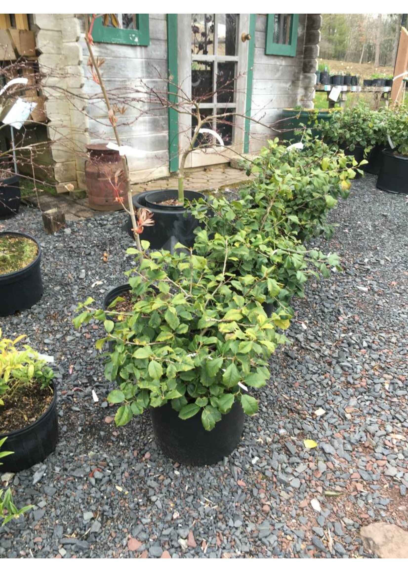 Ilex opaca 'Maryland Dwarf' Maryland Dwarf American Holly, #3