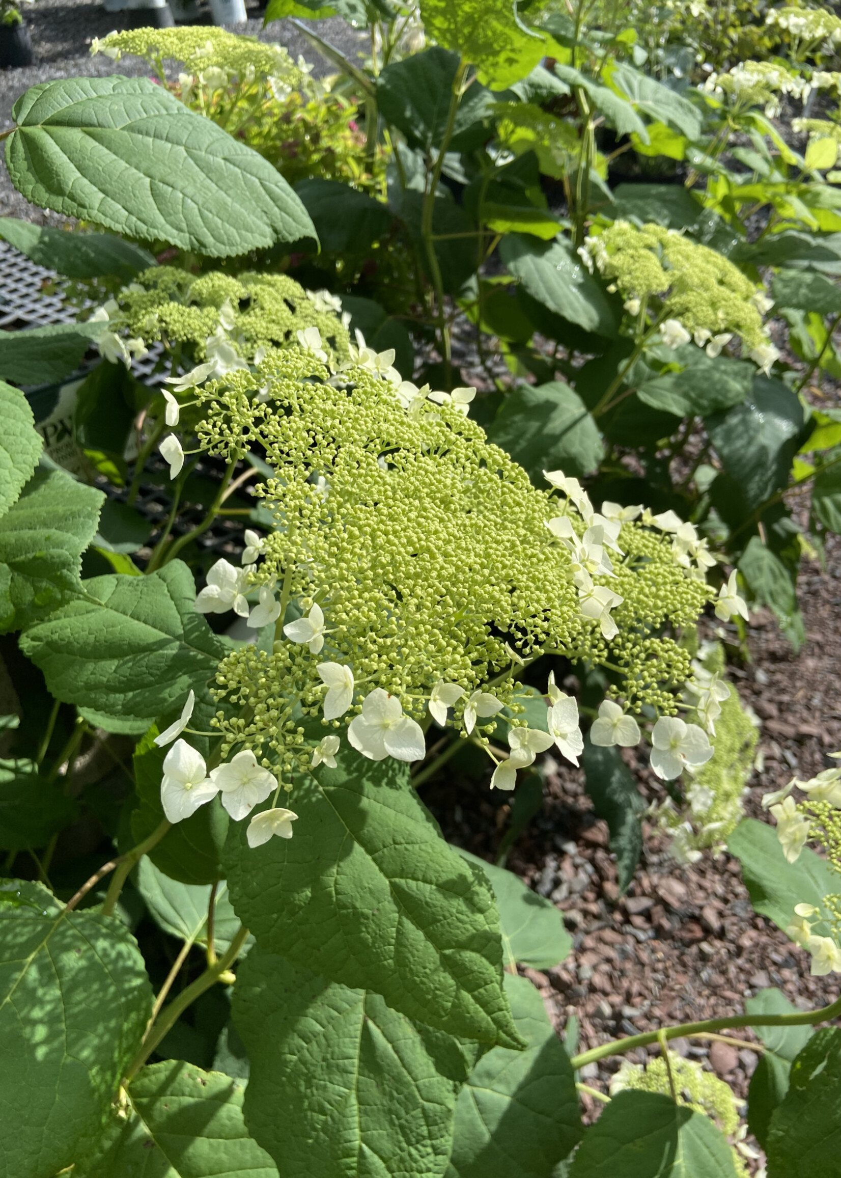 Hydrangea arborescens Haas Halo, Smooth Hydrangea #3