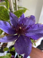 Clematis The President, Clematis,  2 qt