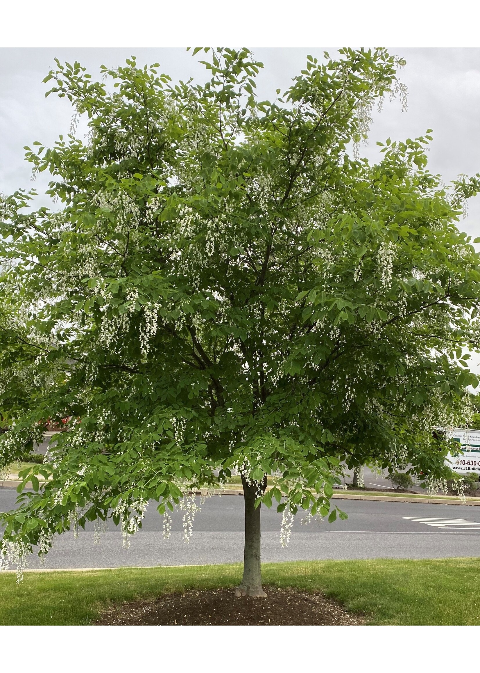 Cladrastis kentukea Yellowwood, #7